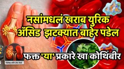 नसांमध्ये जमलेले खराब युरिक अ‍ॅसिड एका आठवड्यात बाहेर पडेल; फक्त ‘या’ प्रकारे खा कोथिंबीर
