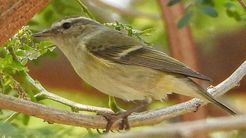 rare humes warbler bird spotted at muhs nashik campus aranyani bioconservation society biodiversity rare humes warbler bird spotted at muhs nashik campus aranyani bioconservation society biodiversity