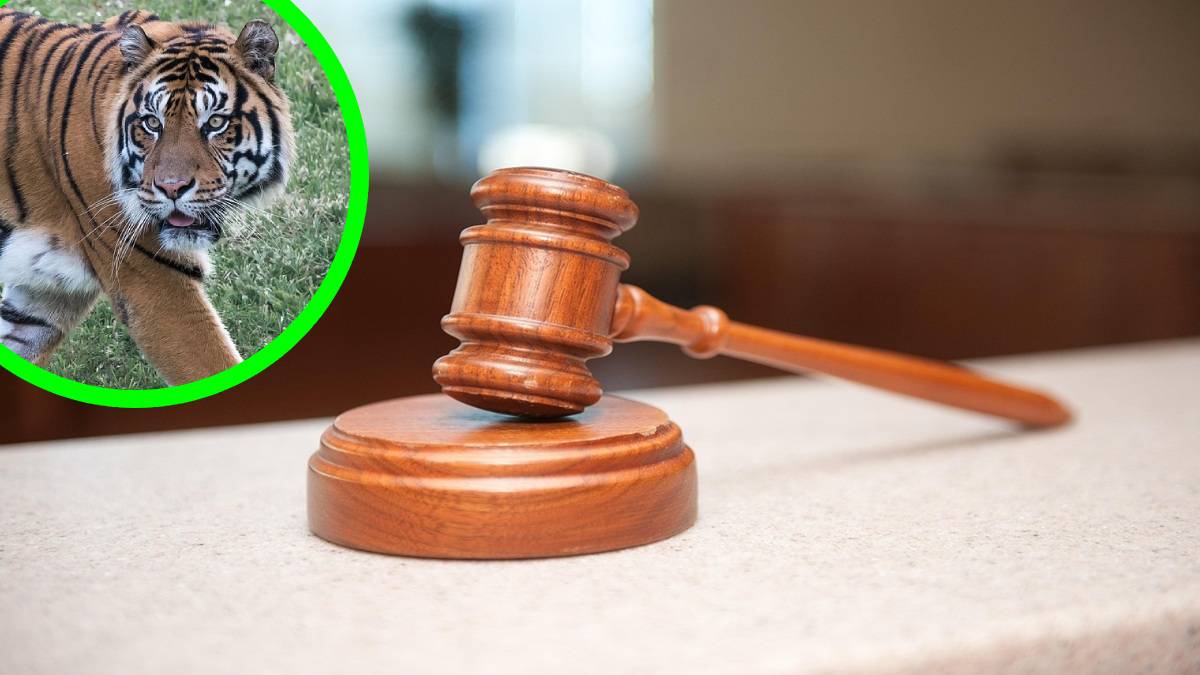 tiger deaths Madhya Pradesh, tiger conservation, Project Tiger India, wildlife conflict India, Madhya Pradesh tiger statistics, unnatural tiger deaths,