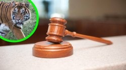 ‘टायगर स्टेट’मध्ये वाघ का मरत आहेत? उच्च न्यायालयाची केंद्र, राज्य सरकारसह ‘एनटीसीए’ला नोटीस