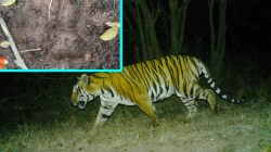 “सेनापती”ला मिळाली “चंदा”ची साथ, सह्याद्रीच्या जंगलात इतिहास घडेल..!