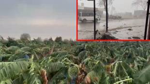 hailstorm damage Maharashtra, Shirpur crop loss, hailstorm impact agriculture, Thalner weather event, Maharashtra farmer relief, crop insurance claim process, natural disaster crop damage,