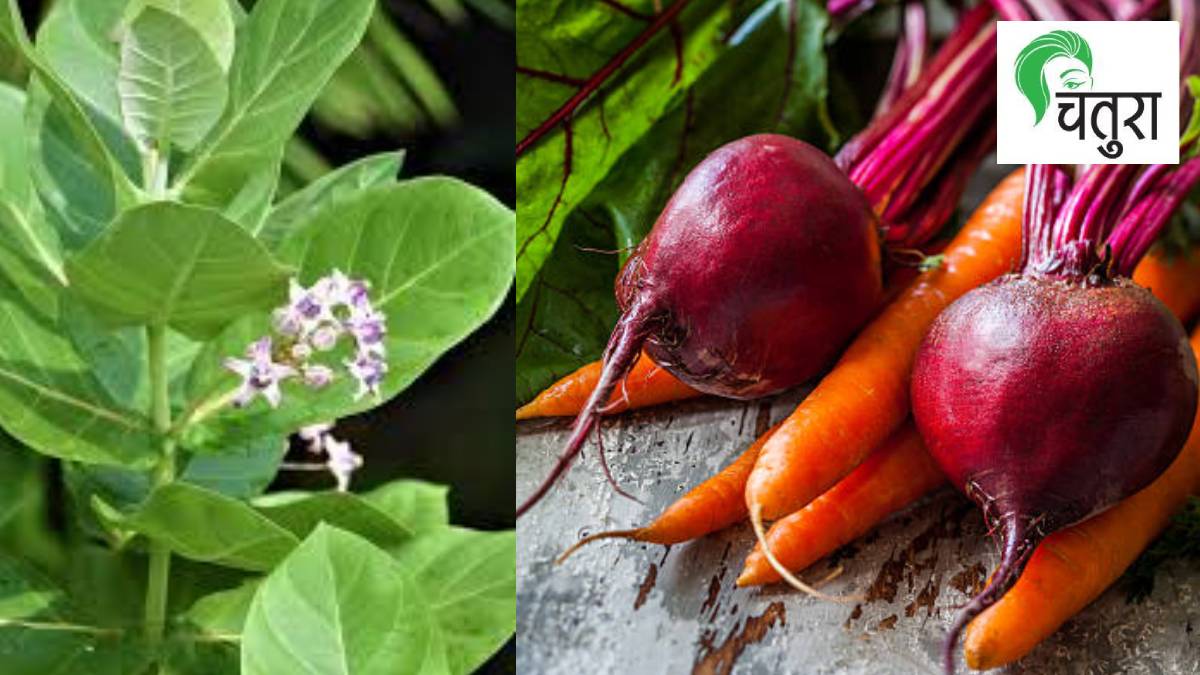 natural color making, plant-based dyes, root dyeing techniques, eco-friendly fabric dye, natural paint colors, turmeric color benefits, cotton root dye, how to make natural colors, long-lasting natural dyes, organic textile coloring,