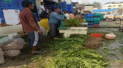 कढीपत्ता महागला; जुडीचा दर २५ रुपयांवर