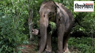 Thailand Wild Elephant Contraceptive Vaccine Decision Human Animal Conflict Population Wildlife Conservation
