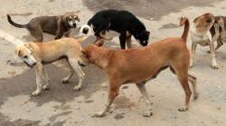 अंधारे कोपरे अन् भटक्या कुत्र्यांमुळे झोपमोड… कोथरूडच्या डहाणूकर कॉलनीतील नागरिक १७ समस्यांनी हैराण !