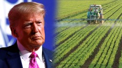 अमेरिकेतील शेतकऱ्यांचे भारतीय टॅरिफमुळे नुकसान, सिनेट सदस्यांनी ट्रम्पना पत्र लिहून केली ‘ही’ विनवणी