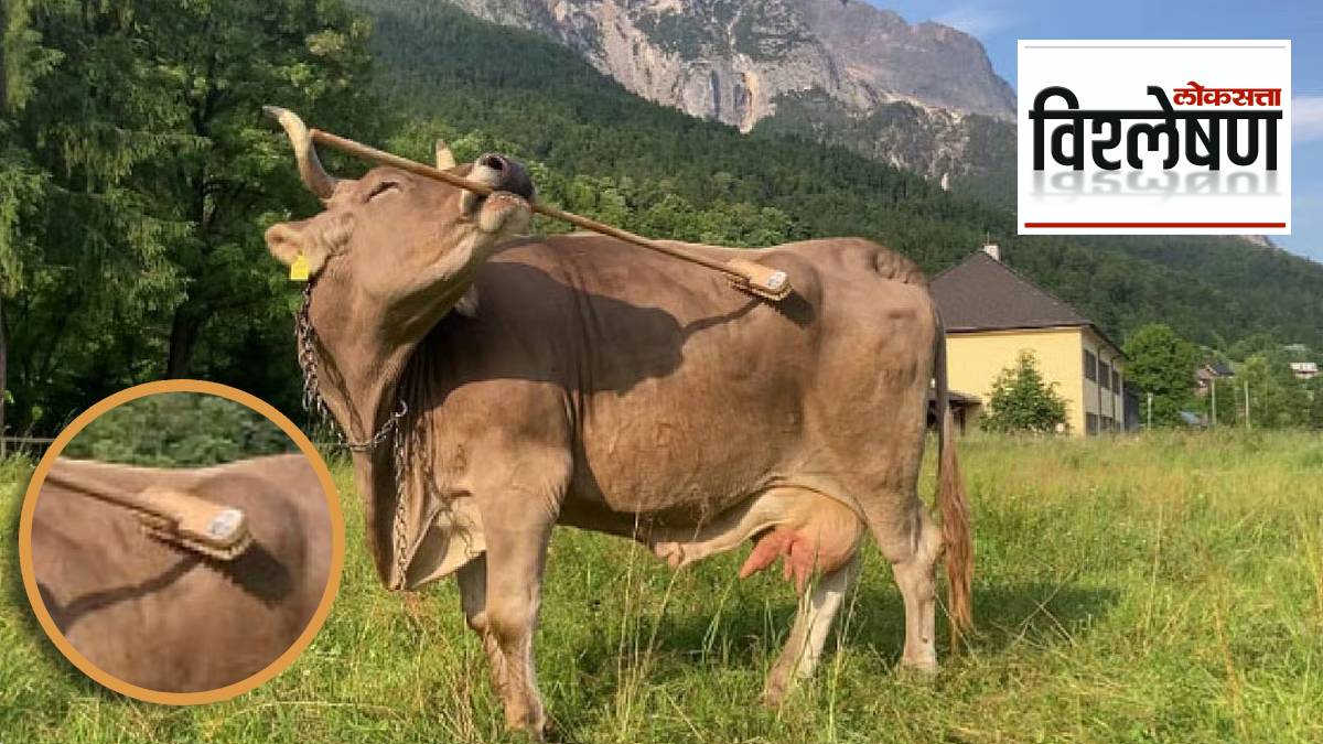 cow scratching its back with brush