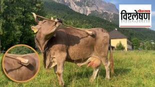 cow scratching its back with brush