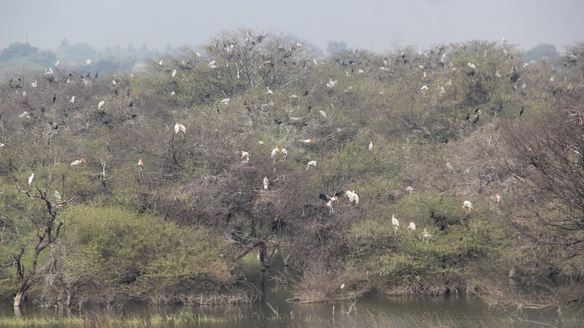 Painted storks begin nesting season at Bhadalwadi lake in Indapur