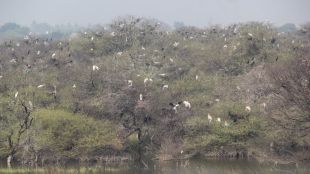 Painted storks begin nesting season at Bhadalwadi lake in Indapur