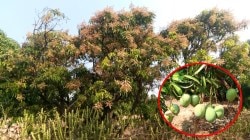 रत्नागिरी जिल्ह्यावर मलब व पावसाचे सावट; आंबा-काजू उत्पादन धोक्यात