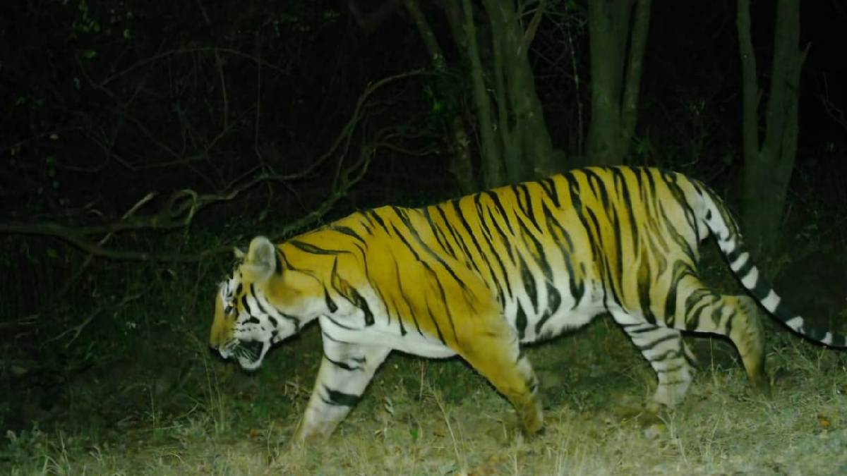 Sahyadri tiger reserve ratnagiri district tiger Senapati tigress Chanda