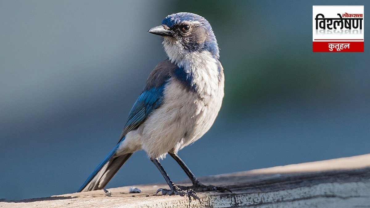 Scrub-Jay-Wikimedia-Commons