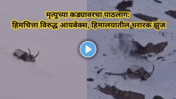 मृत्यूच्या कड्यावरचा थरार! बर्फात दबक्या पावलांनी हिमचित्त्याने केला Ibexवर हल्ला, पुढे जे घडलं ते पाहून काळजाचा थरकाप उडेल, Video Viral