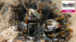 Amazon Stingless Bees: ८ कोटी वर्षांचा इतिहास आणि आता कायदेशीर अधिकार! अ‍ॅमेझॉनच्या मधमाशा का चर्चेत आहेत?
