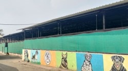 अपुऱ्या ‘डॉग शेड’मुळे श्वान रस्त्यांवर; दहा महिन्यात…