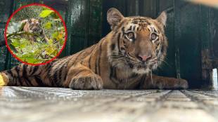 Tiger's bold 'entry' into Dnyanganga Sanctuary, hunted immediately after arrival