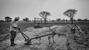 Yavatmal crop assessment, Yavatmal drought 2025, crop damage relief Yavatmal, Maharashtra crop assessment, farmer aid Yavatmal, kharif crop statistics 2025, Yavatmal agricultural crisis, paddy crop assessment Maharashtra, soybean crop status Yavatmal, crop loss government support,