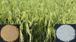 लोकशिवार : भात शेतीला नव्या वाणाचे वरदान…