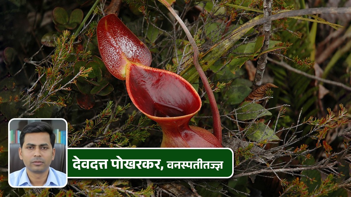Carnivorous Plants: Nature’s Insect-Eating Wonders