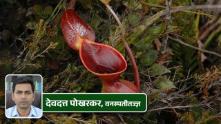 Carnivorous Plants: Nature’s Insect-Eating Wonders