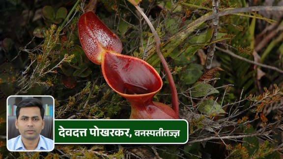 Carnivorous Plants: Nature’s Insect-Eating Wonders