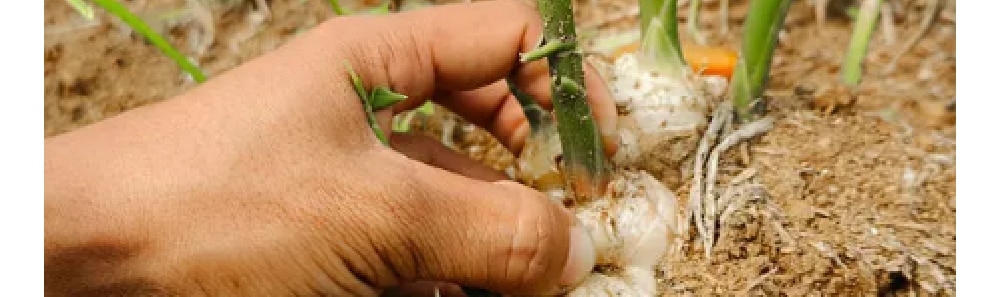 आले ही जमिनीखाली वाढणारी वनस्पती आहे. ही वाढत असताना, त्यातून आल्याचे कोंब आणि मुळे बाहेर पडतात. आल्याच्या मुळाला गाठी असतात. या गाठींमधून मुळे आणि नवीन कोंब निघतात. ( फोटो स्रोत : पेक्सेल )