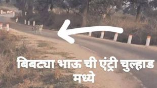 ai-leopard-fake-photo-bhandara-panic-forest-action