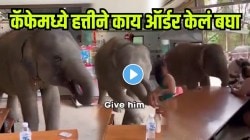 “आधी घाबरले मग प्रेमात पडले” कॅफेमध्ये हत्तीने येऊन काय ऑर्डर केलं बघा; VIDEO पाहून सगळेच करतायत कौतुक