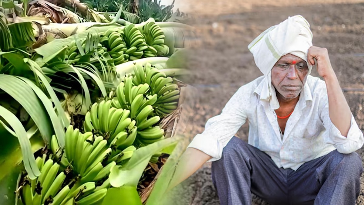 Farmers unhappy over delay in banana crop insurance compensation in Jalgaon