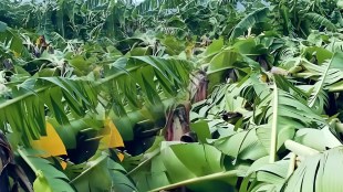 hailstorm with strong winds damages crops in 10 talukas of Jalgaon news