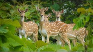 chital found dead in residential area of lakhandur in bhandara district