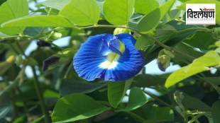 Butterfly Pea flower benefits, Gokarna natural dye, Butterfly Pea cultivation India, medicinal uses of Gokarna, natural food colorant Butterfly Pea, Butterfly Pea tea health benefits, Butterfly Pea farming profits, natural dye market trends, Butterfly Pea farming training,