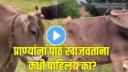 ‘या’ गाईची भलतीच चर्चा! शरीराचा भाग खाजवण्यासाठी माणसांसारखं करते वर्तन; VIDEO बघून सगळेच शॉक…