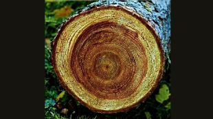 Tree rings reveal the age of trees and the hidden history of climate change