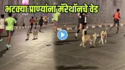 अरे वाह! भटक्या प्राण्यांनाही मॅरेथॉचं वेड; माणसांच्या बरोबरीने धावतानाचा VIDEO व्हायरल; पाहून सगळे करतायंत कौतुक