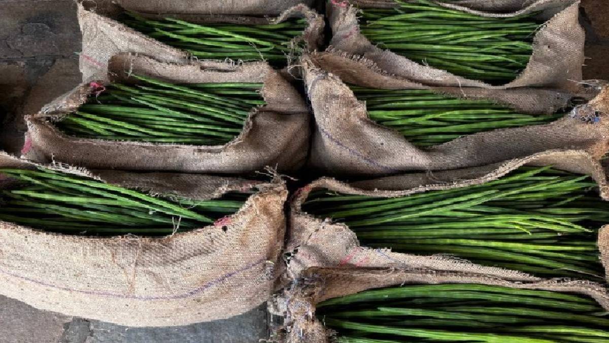 Increased drumstick supply yet prices remain above two hundred rupees per kilogram in markets