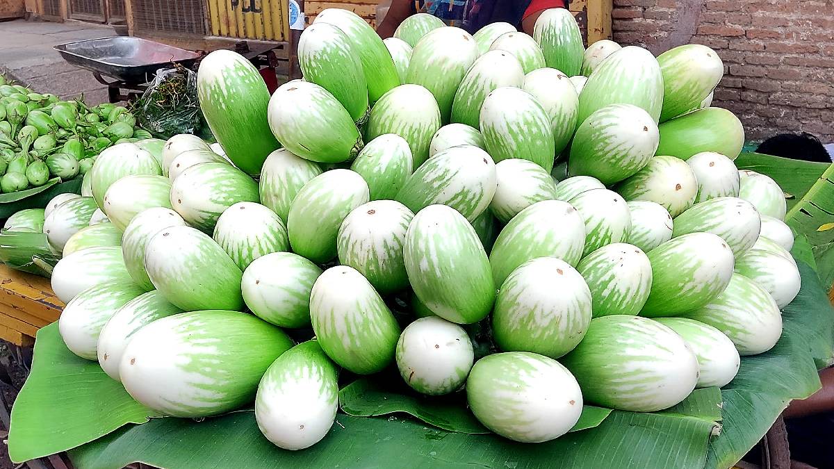 Cloudy weather and heavy rains have affected the brinjal crop