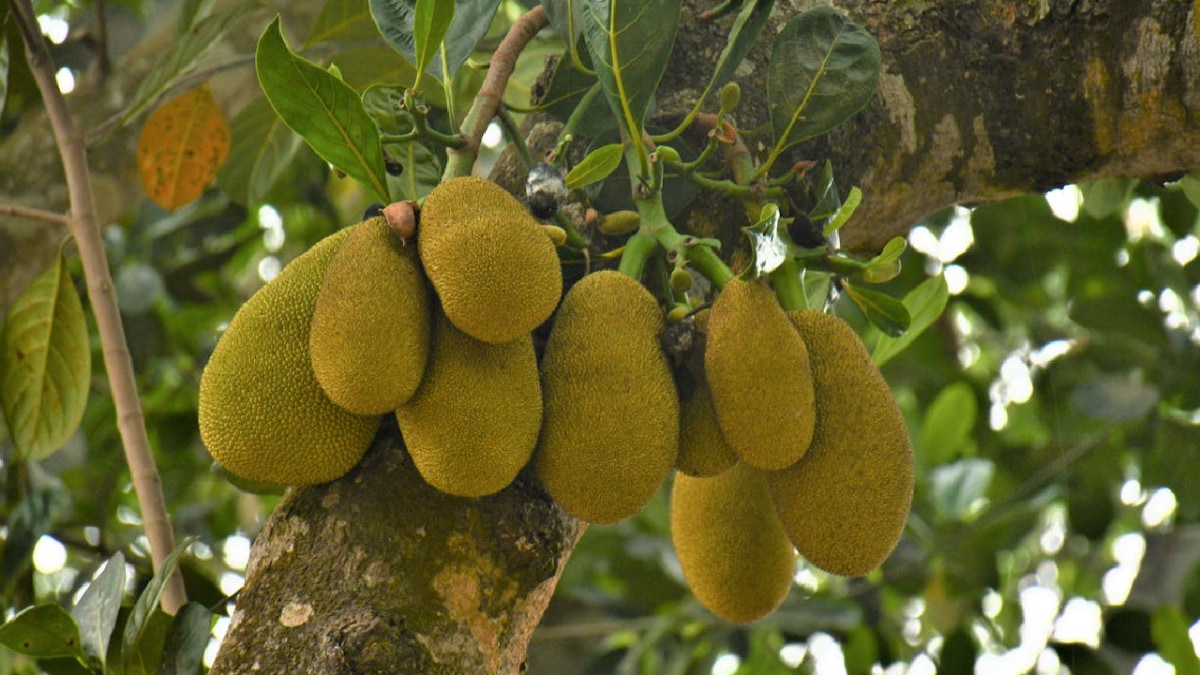 reasons to eat jackfruit