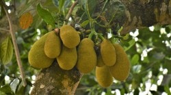 फणस खाण्याचे ‘हे’ ५ आश्चर्यकारक फायदे तुम्हाला माहीत आहेत का ?, जे करतील अनेक समस्या दूर