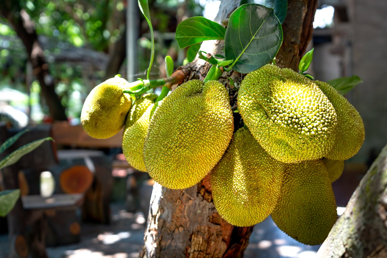 jack fruit benefits for health