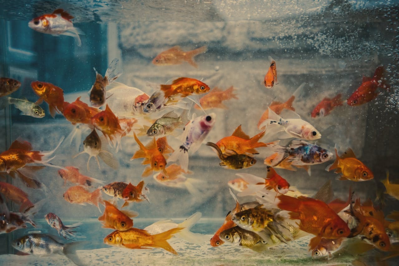 fish tank ideas