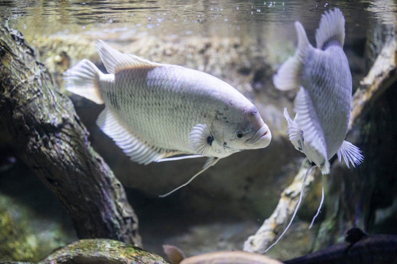 fish tank ideas