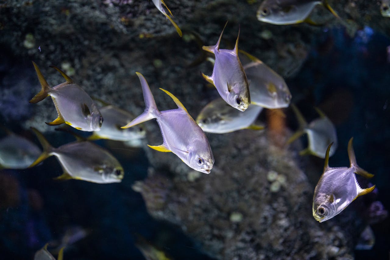 fish tank ideas