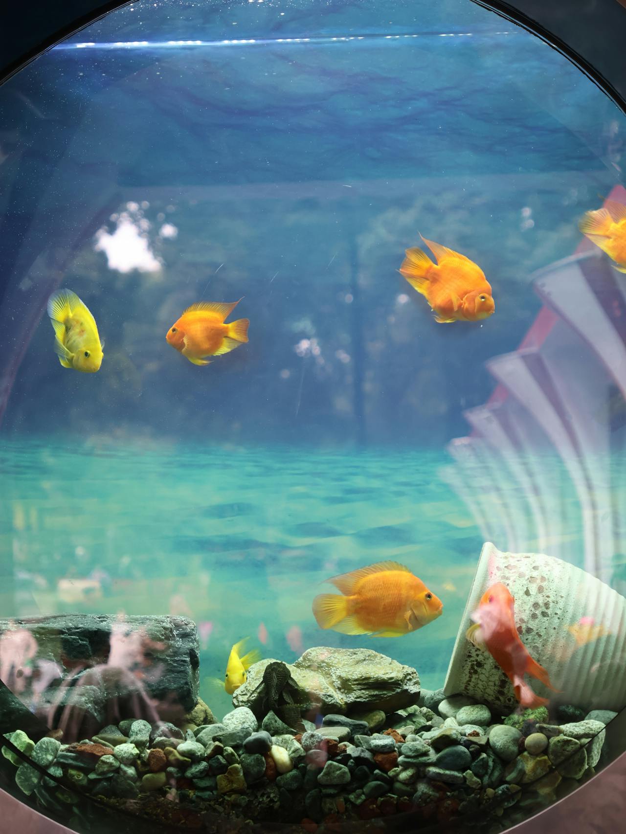 fish tank ideas