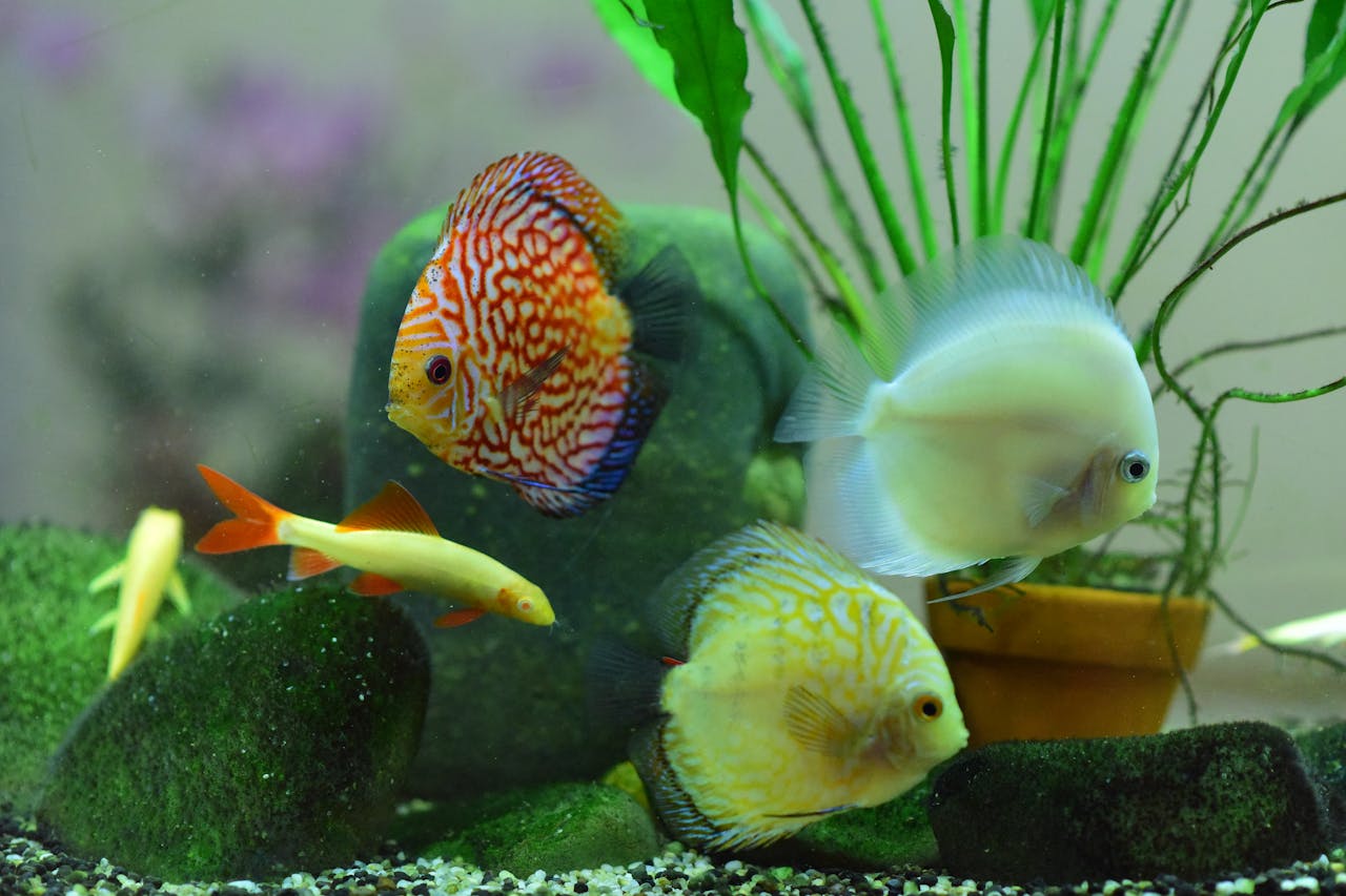 fish tank ideas