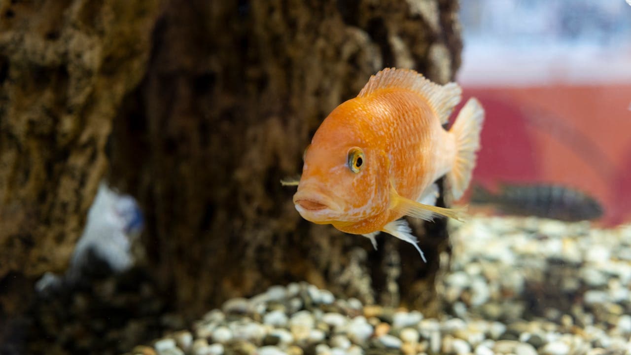 fish tank ideas