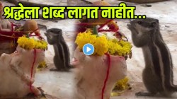 माणसंच नाही; प्राणीही असतात भक्त; महादेवासमोर जोडले हात; VIDEO होतोय व्हायरल