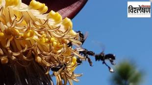 stingless bees news in marathi